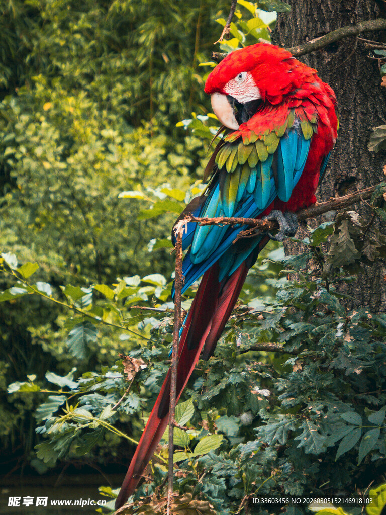 色彩斑斓的红金刚鹦鹉