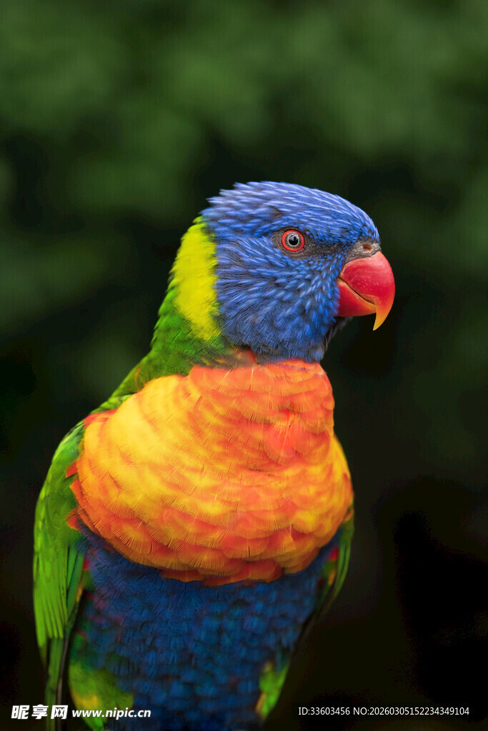 多彩鹦鹉特写