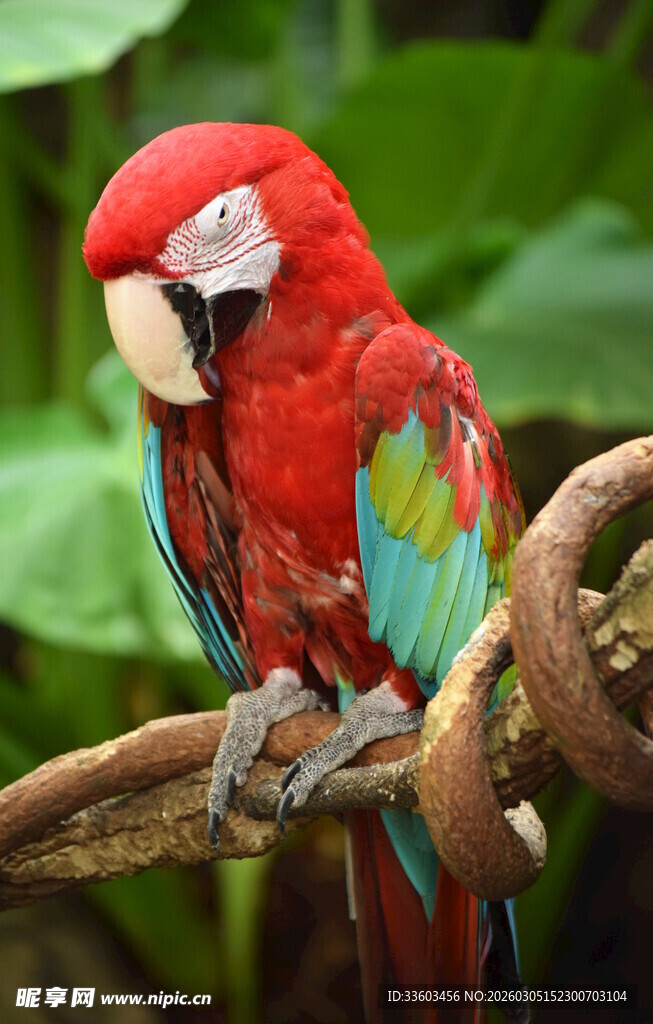 色彩艳丽的鹦鹉栖息枝头