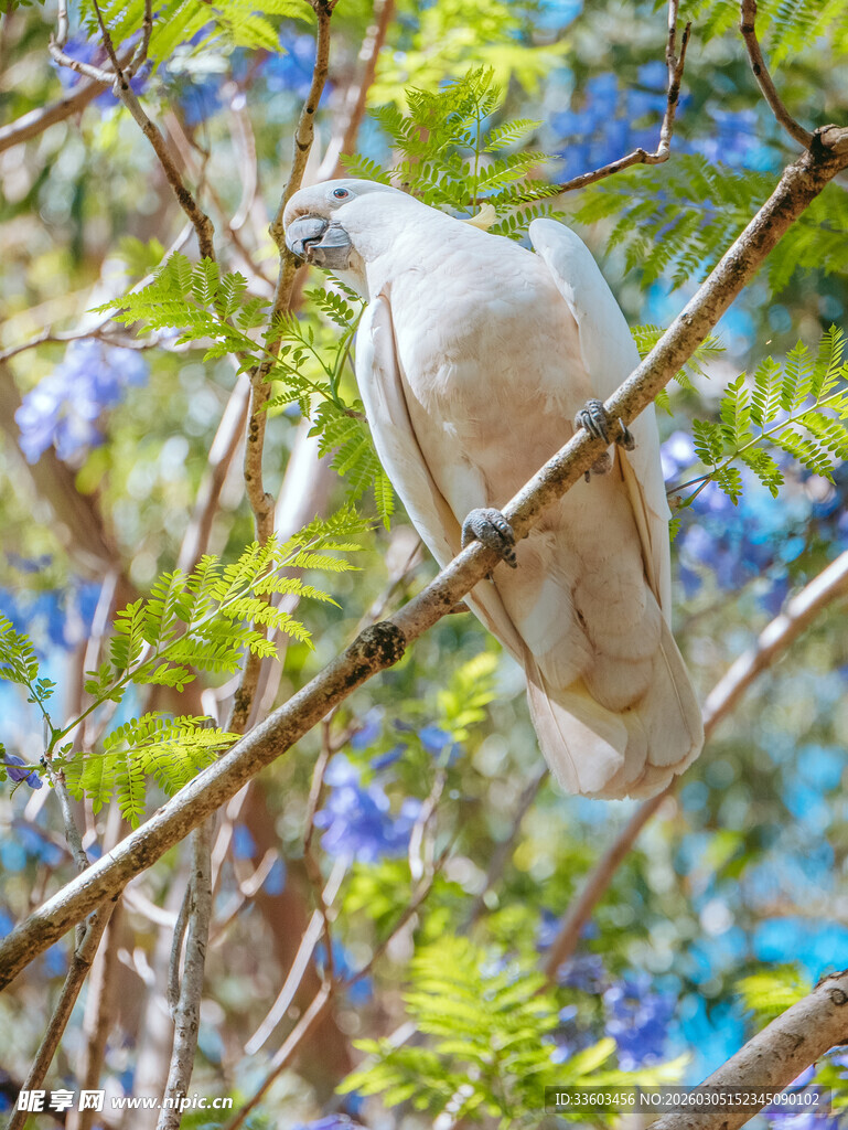 枝头白色鹦鹉