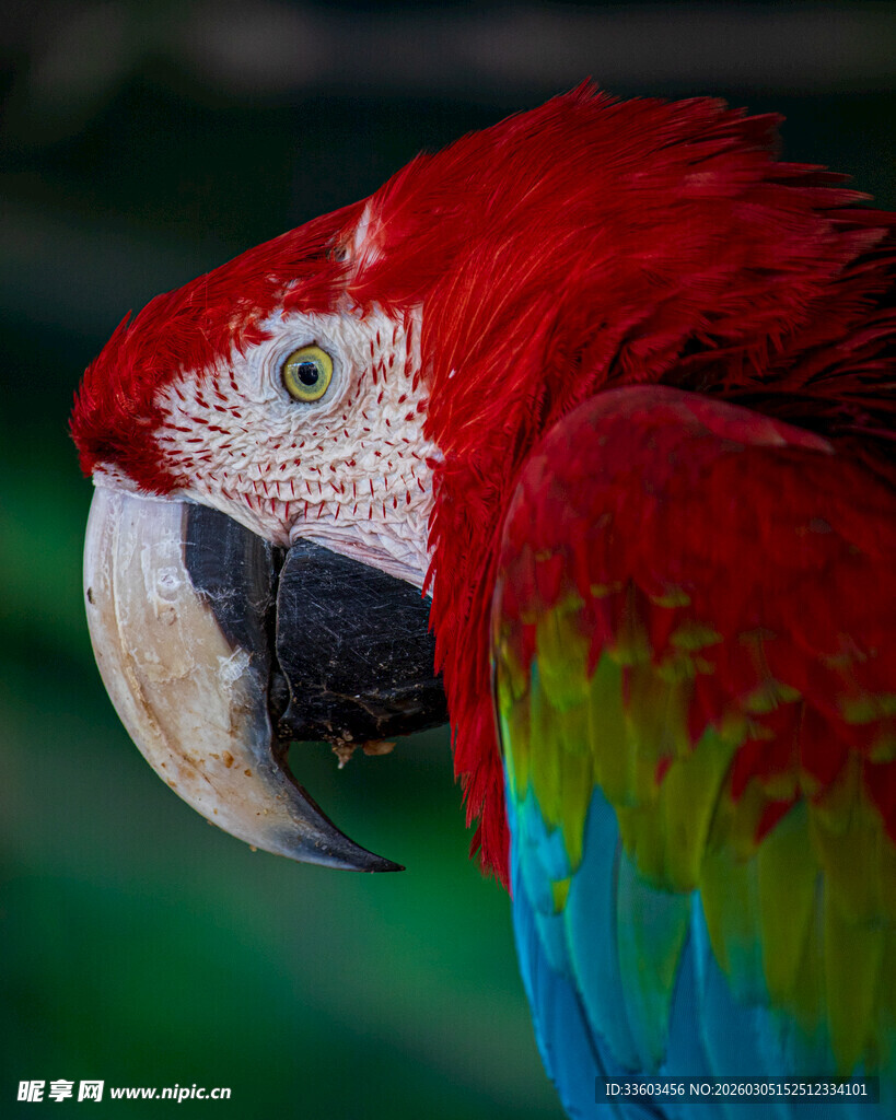 色彩斑斓的红金刚鹦鹉