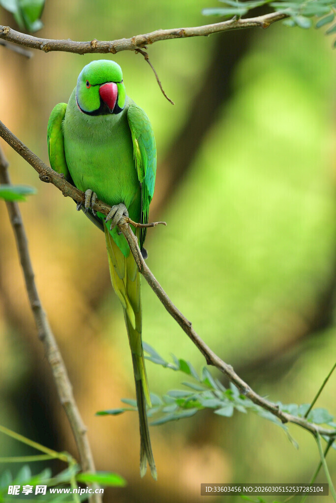 枝头绿鹦鹉