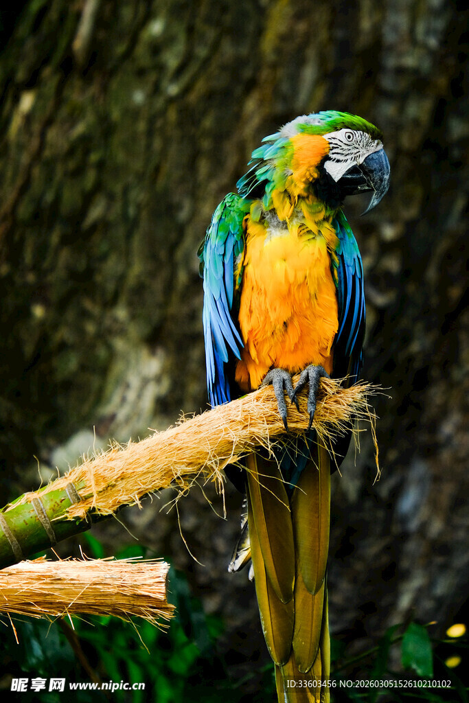 多彩鹦鹉栖息于树枝上