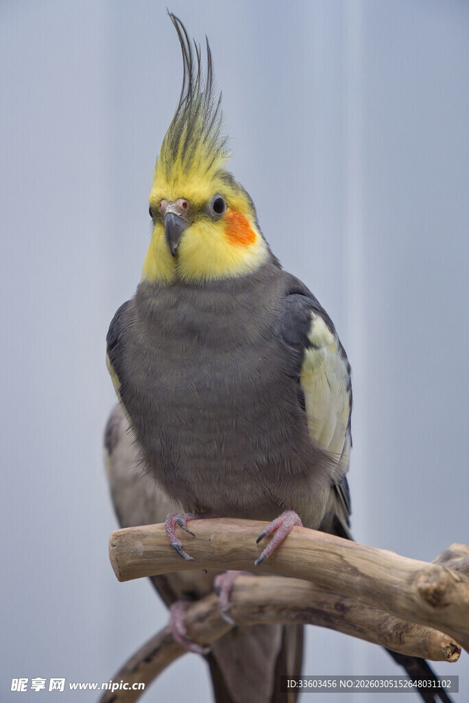 色彩鲜艳的鸡尾鹦鹉