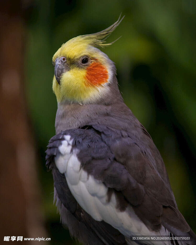 色彩艳丽的玄凤鹦鹉