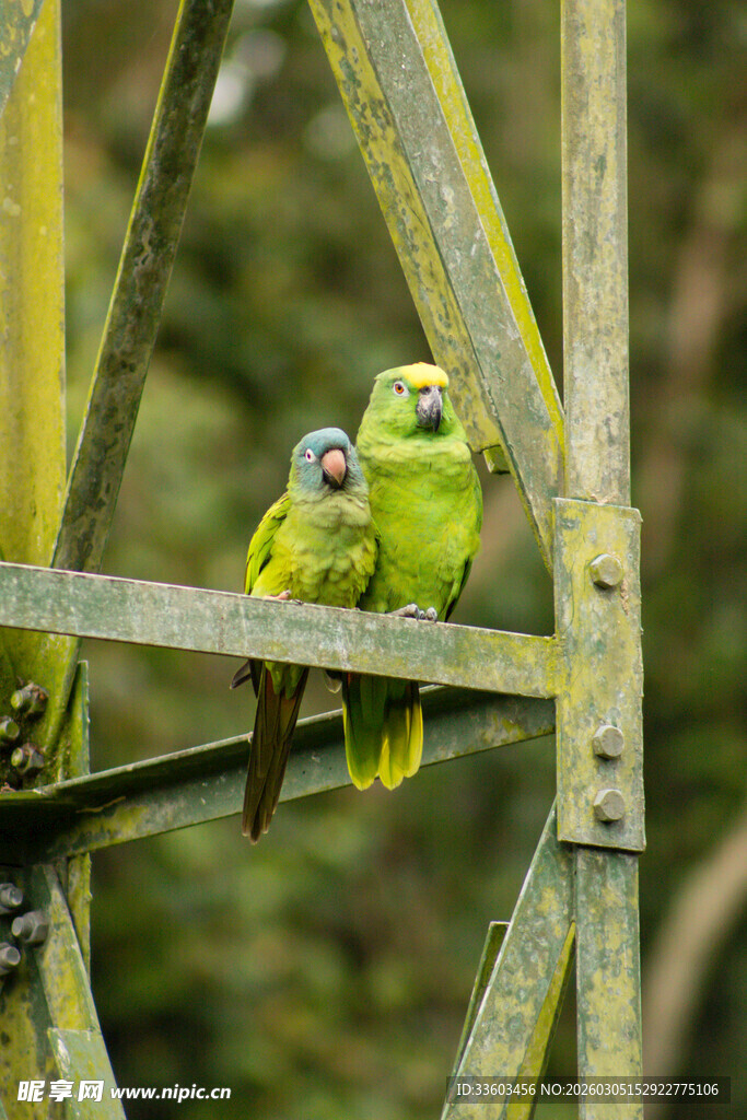 树枝上的几只绿色鹦鹉