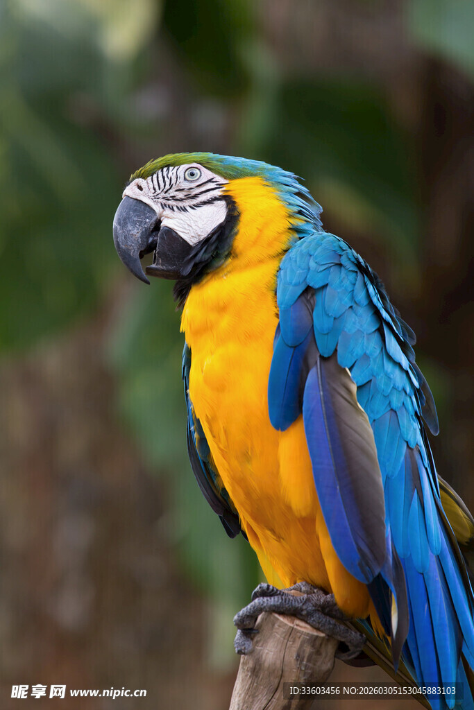 蓝黄相间鹦鹉栖息于枝头