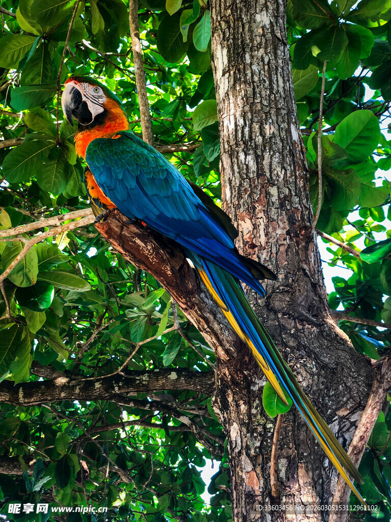 树枝上的多彩鹦鹉