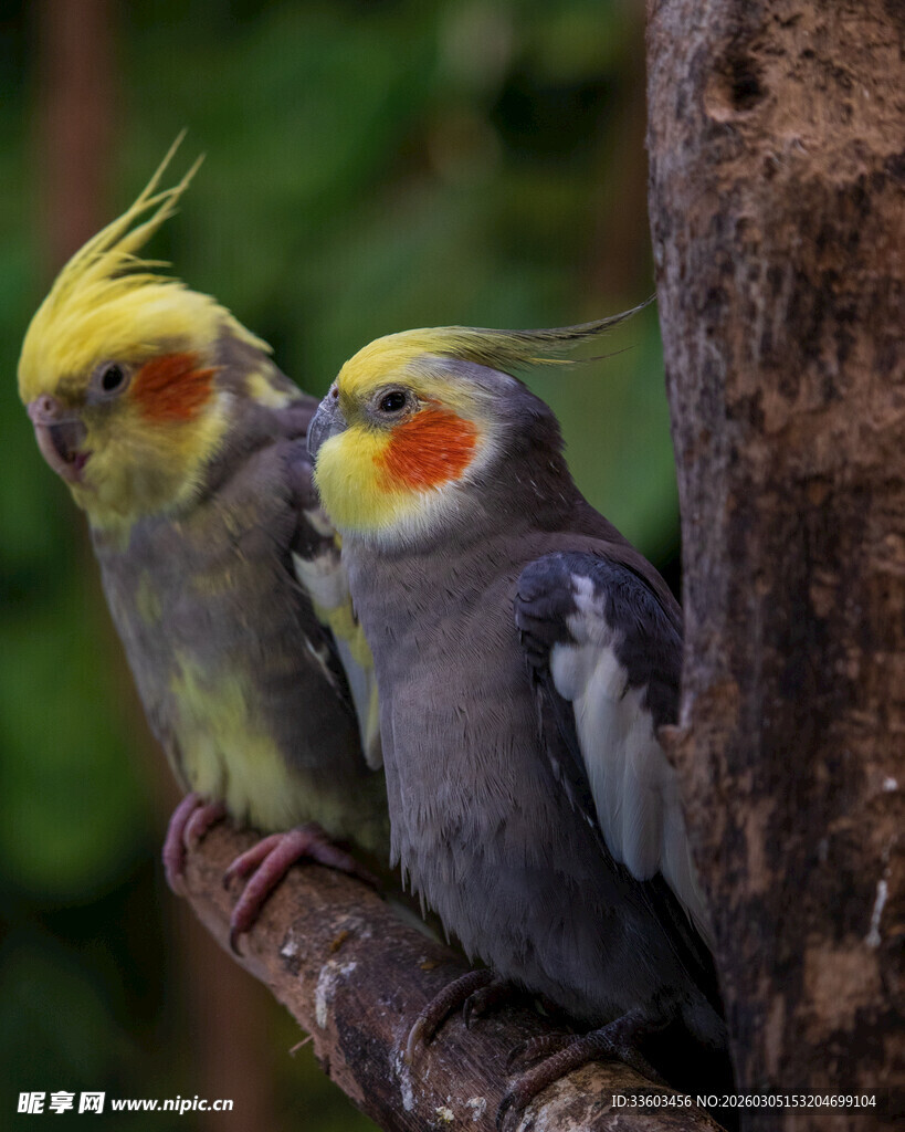 两只色彩鲜艳的鸡尾鹦鹉