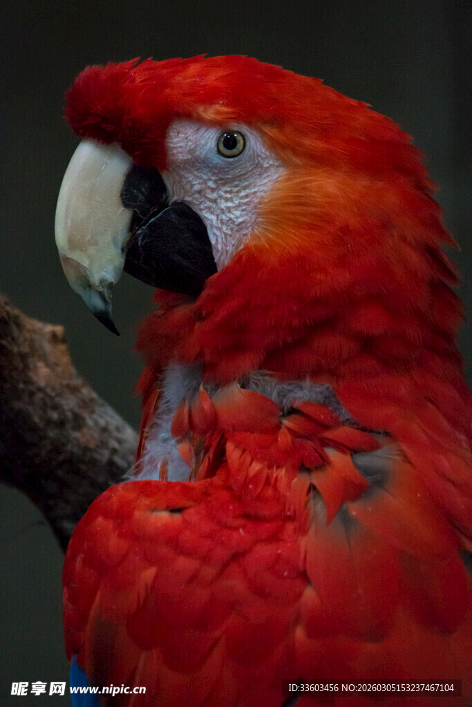 鲜艳红鹦鹉特写
