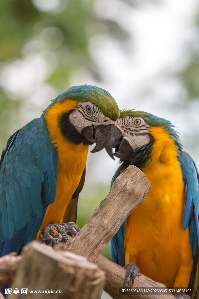 蓝黄鹦鹉亲昵互动