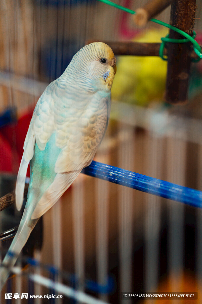 笼中浅色鹦鹉