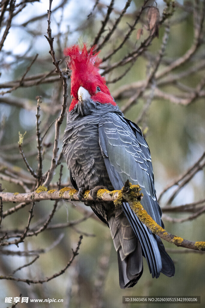 红冠灰羽鹦鹉栖息枝头