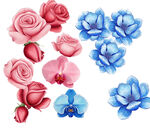 水彩彩铅花卉组合插画