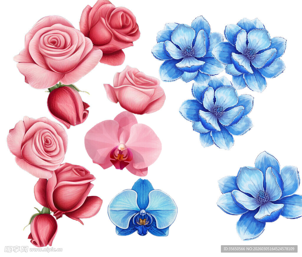 水彩彩铅花卉组合插画