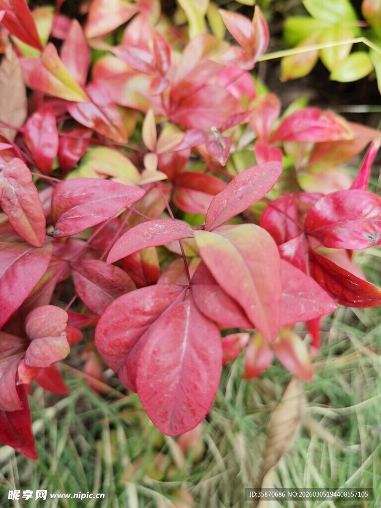 红叶植物特写