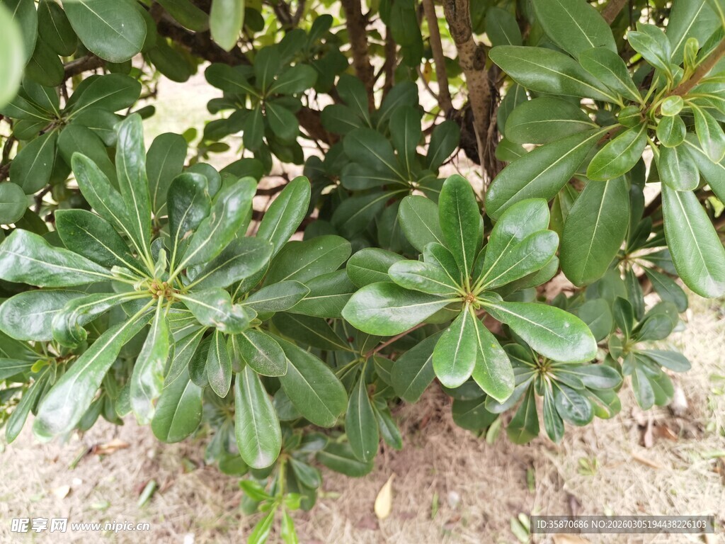 绿叶繁茂的户外植物