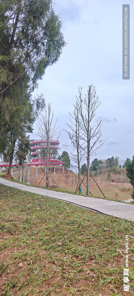 乡间小路旁的树木与草地