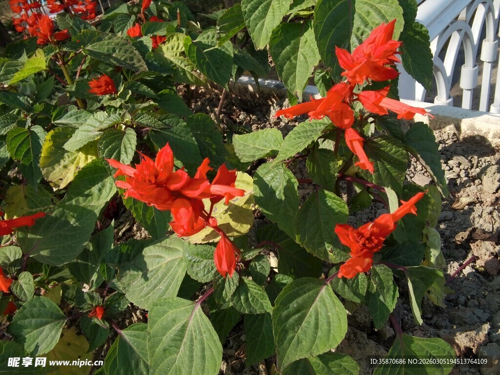 鲜艳串串红绽放绿叶间