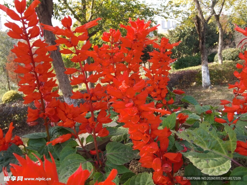 鲜艳串串红绽放于园林
