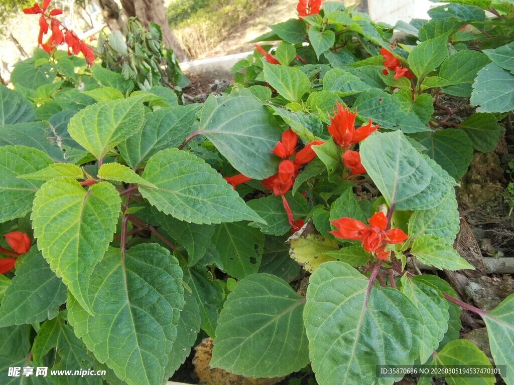 绿叶间的艳红花朵
