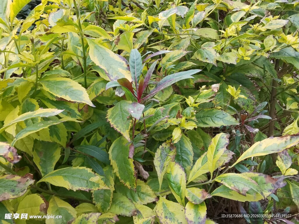 绿叶植物近景特写