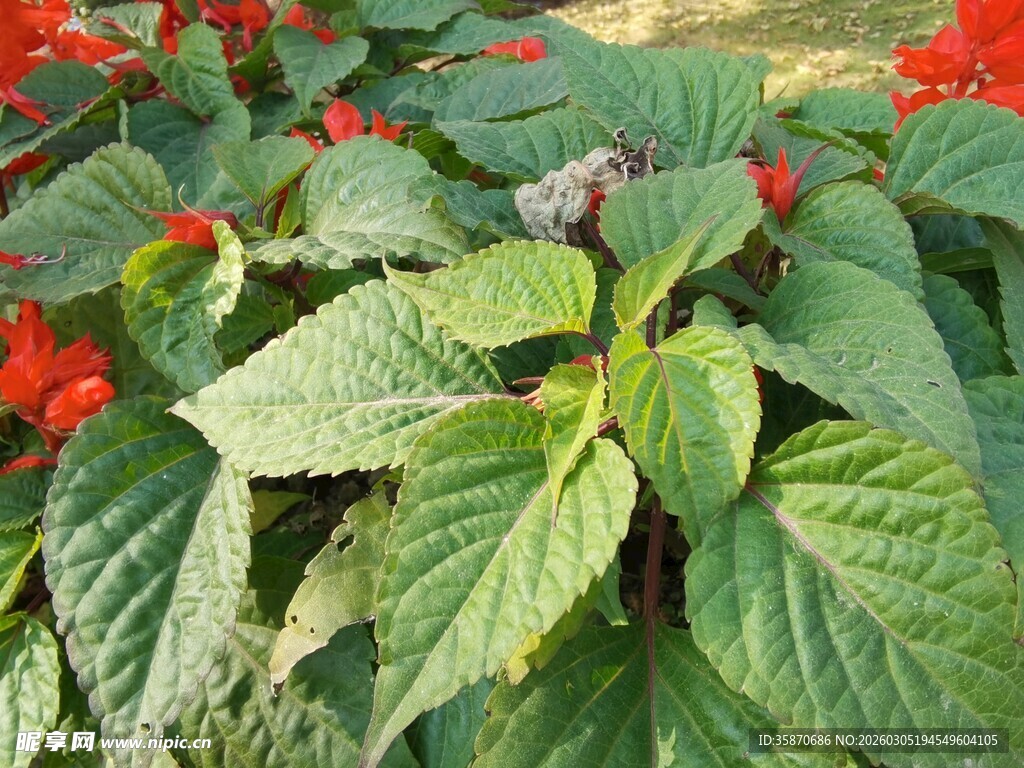 绿叶红花植物特写
