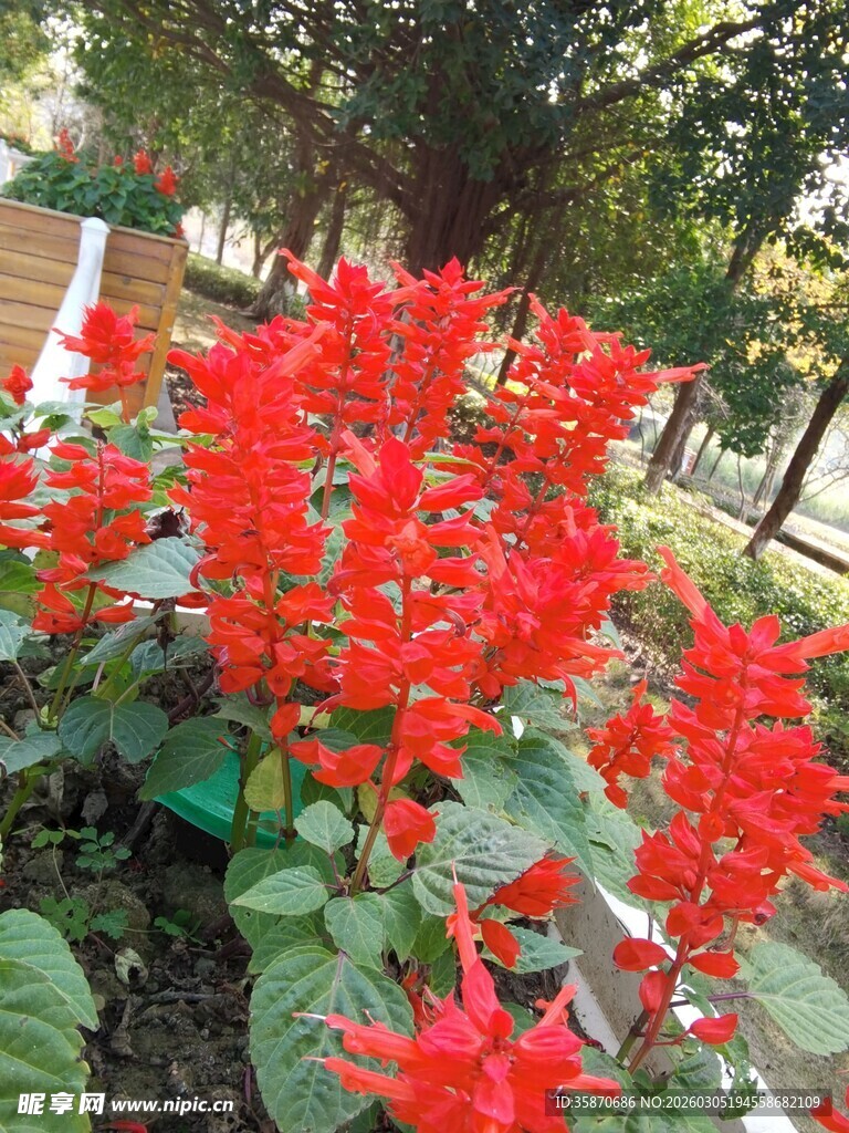 鲜艳串串红绽放于园林