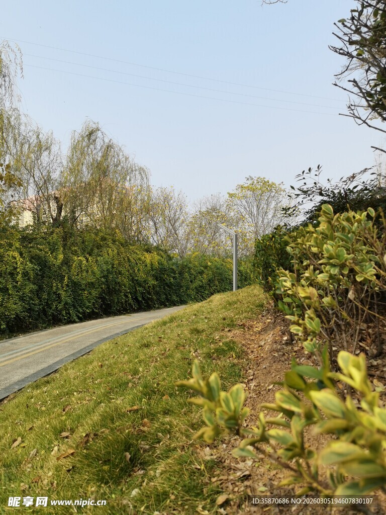 蜿蜒小路旁的绿植景观