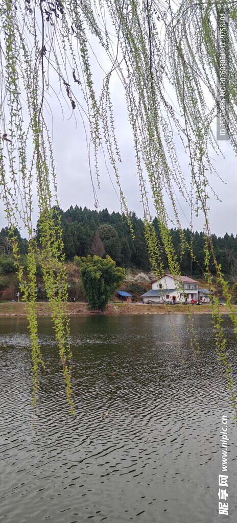 湖畔垂柳美景