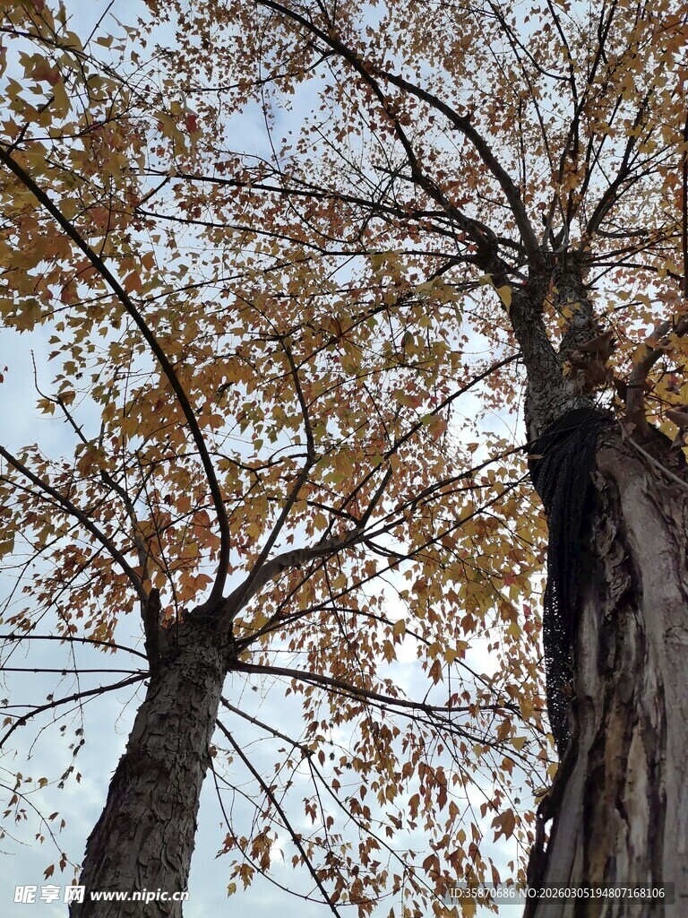秋日双树仰拍景致