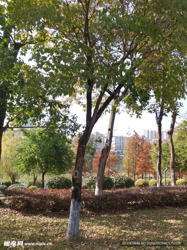 秋日公园树木景致