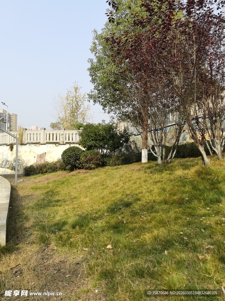 户外草地树木景观