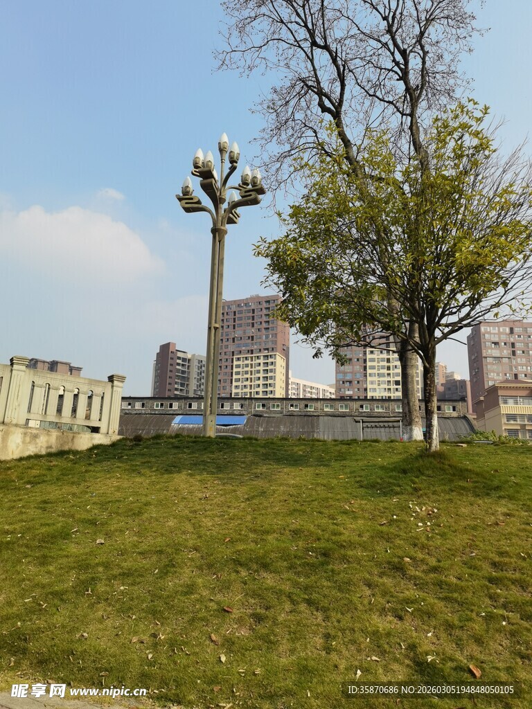 城市草地旁的树木与建筑