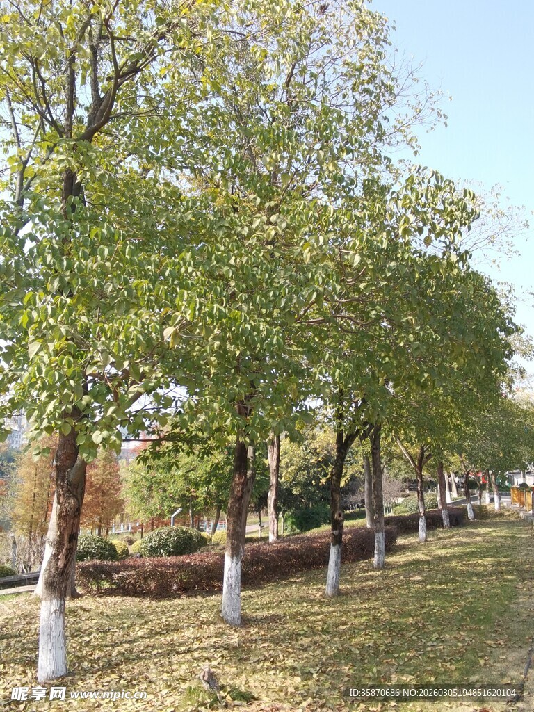 秋日林荫道树木葱茏景色美