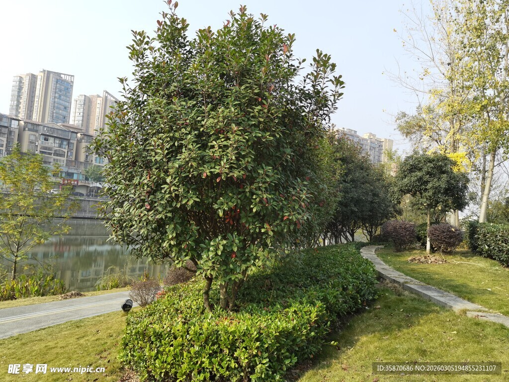 城市公园中的绿树景观