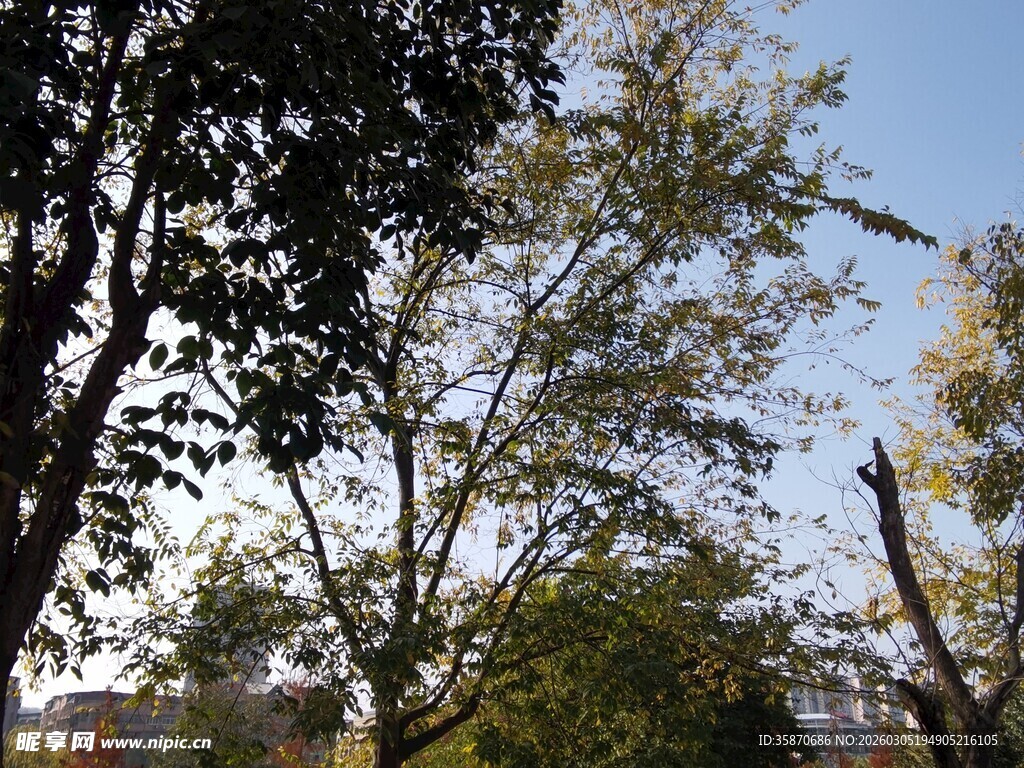 秋日树梢与蓝天景致