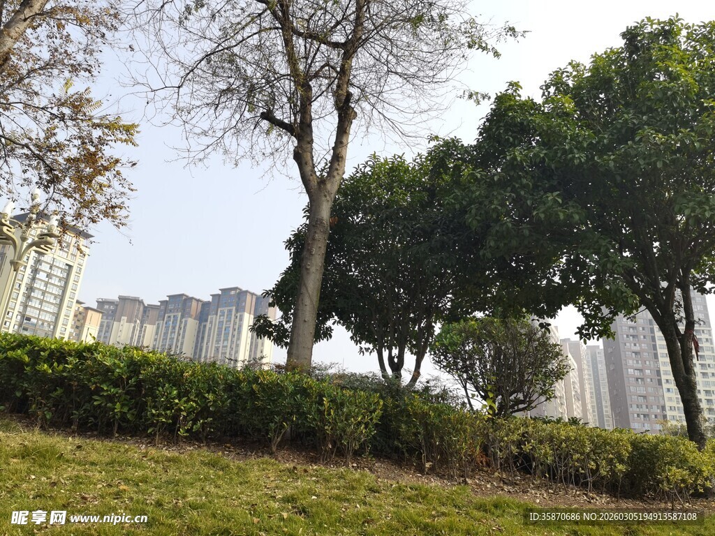 城市公园绿树与高楼景观