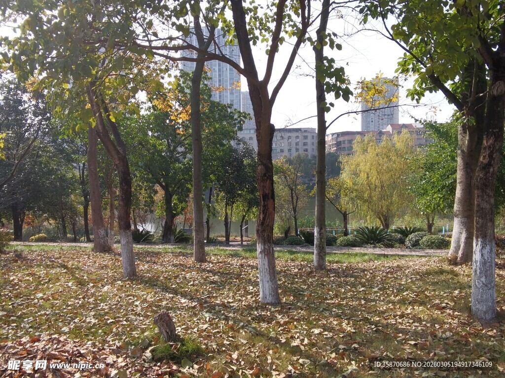 秋日林间落叶美景