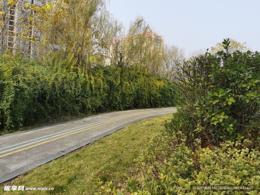 林间小径绿意盎然的风景