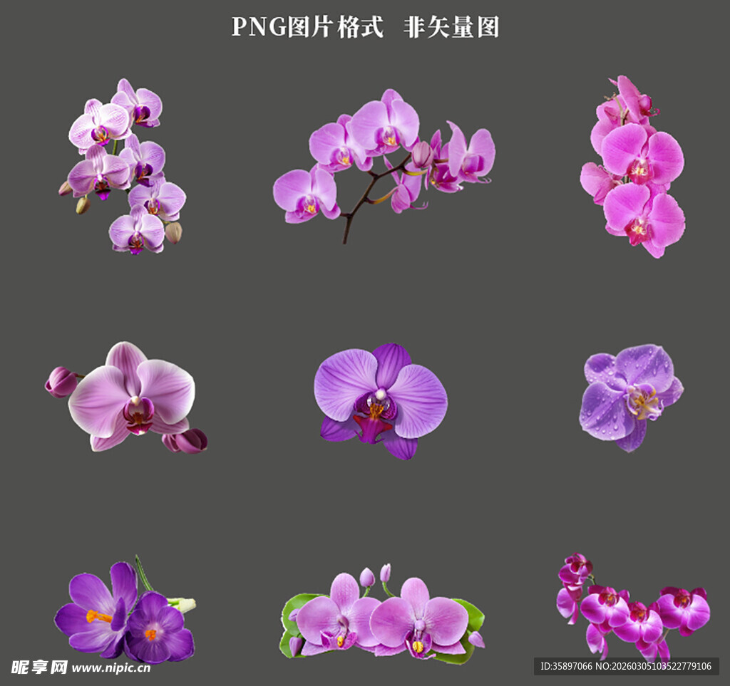 蝴蝶兰花瓣素材