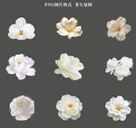 白色花瓣素材