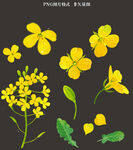 油菜花花瓣素材