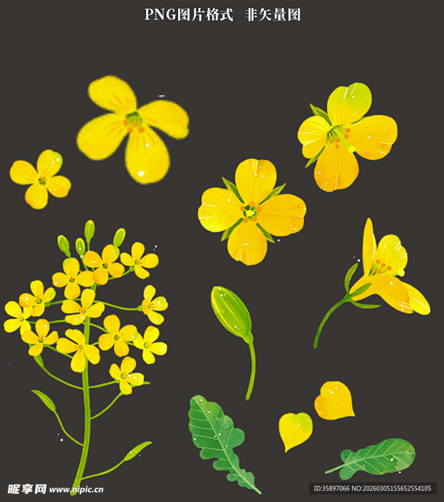 油菜花花瓣素材