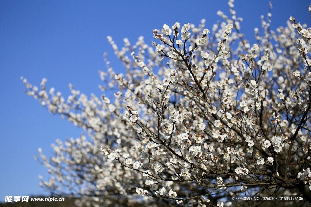 春日繁花盛开的美丽景象
