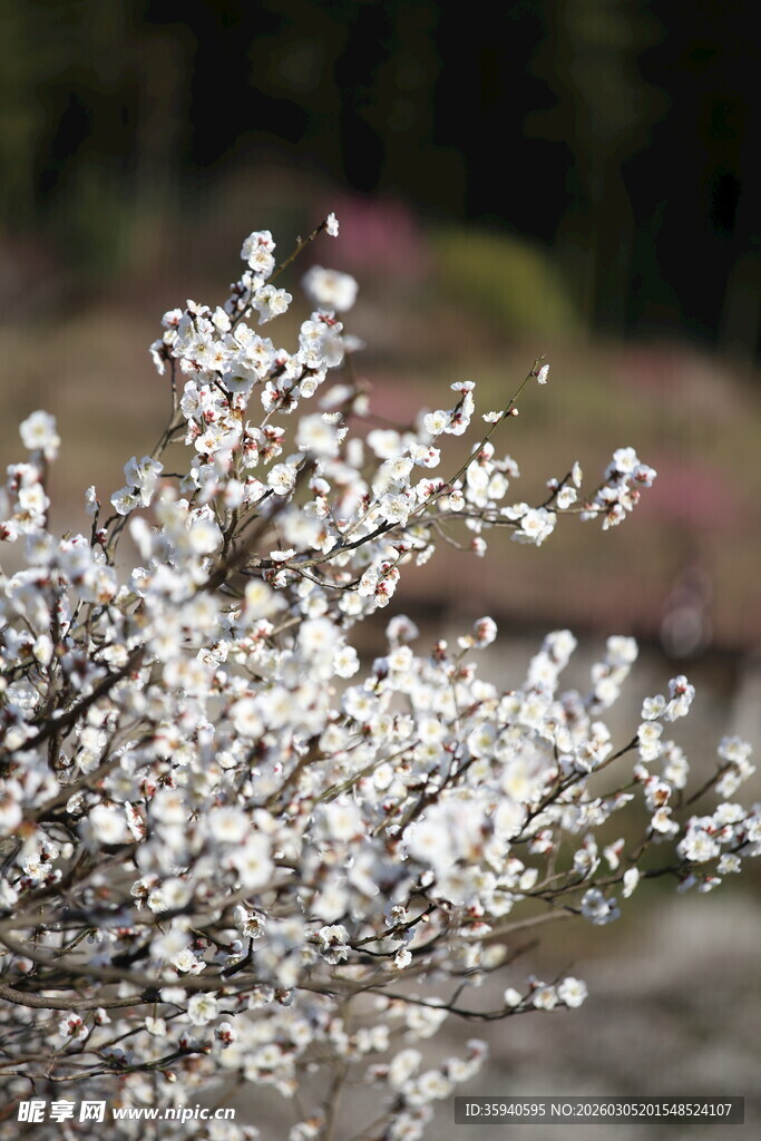 绽放的白色繁花