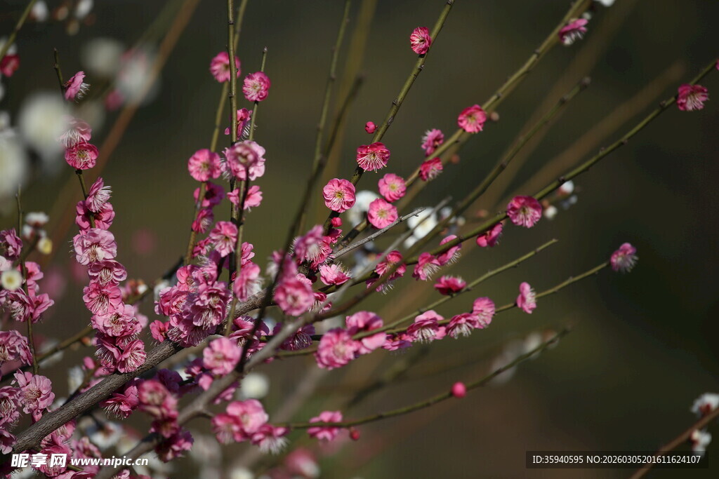枝头绽放的粉嫩花朵