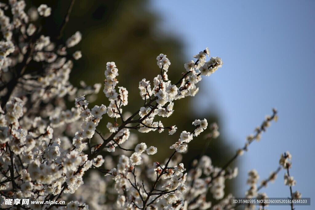 枝头绽放的素雅白色花朵