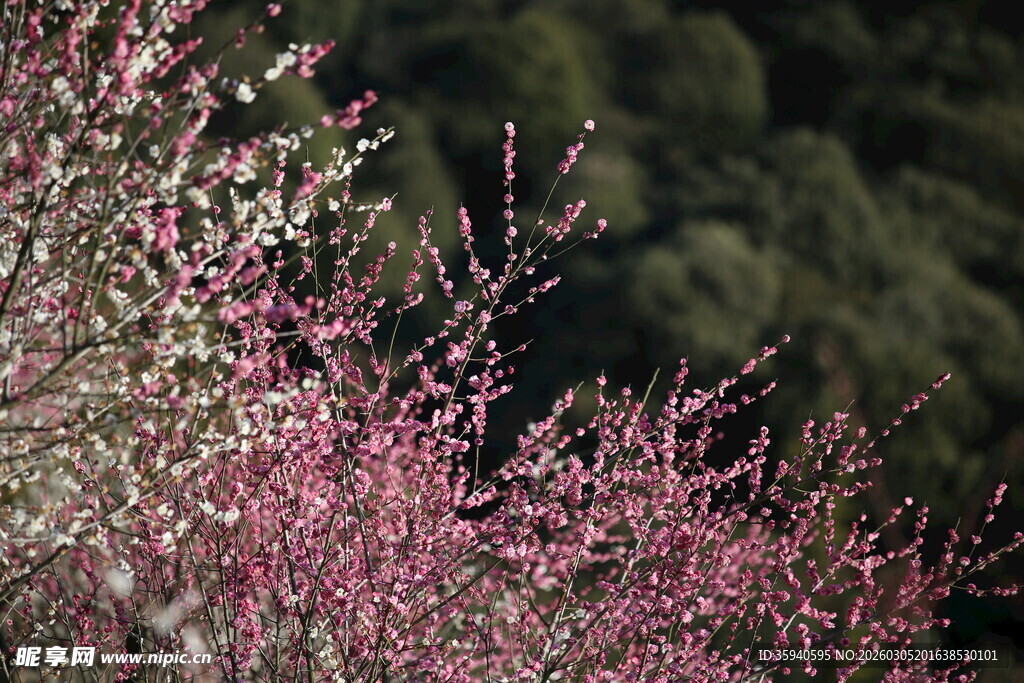 枝头绽放的粉嫩花朵