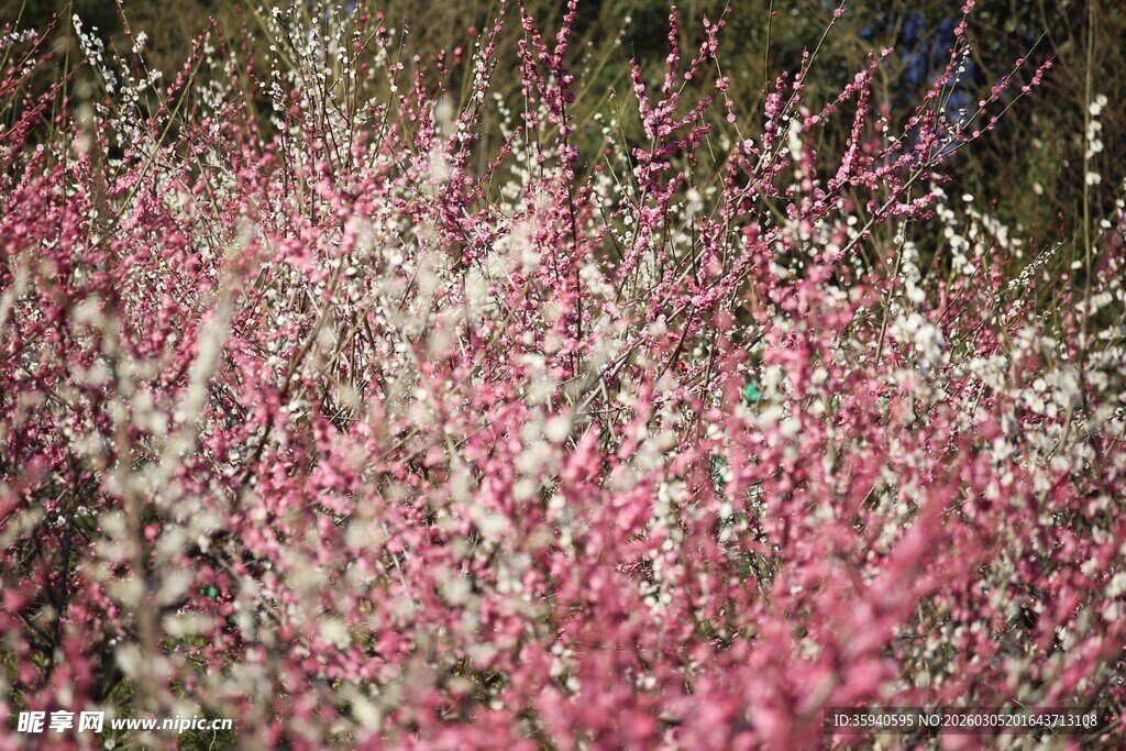 粉色花卉丛景观